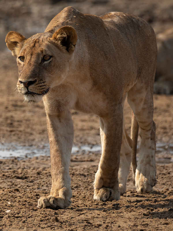 Big Cat Country Poster 5