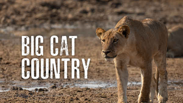 Big Cat Country Poster 3