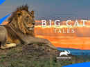 Big Cat Tales Poster 4