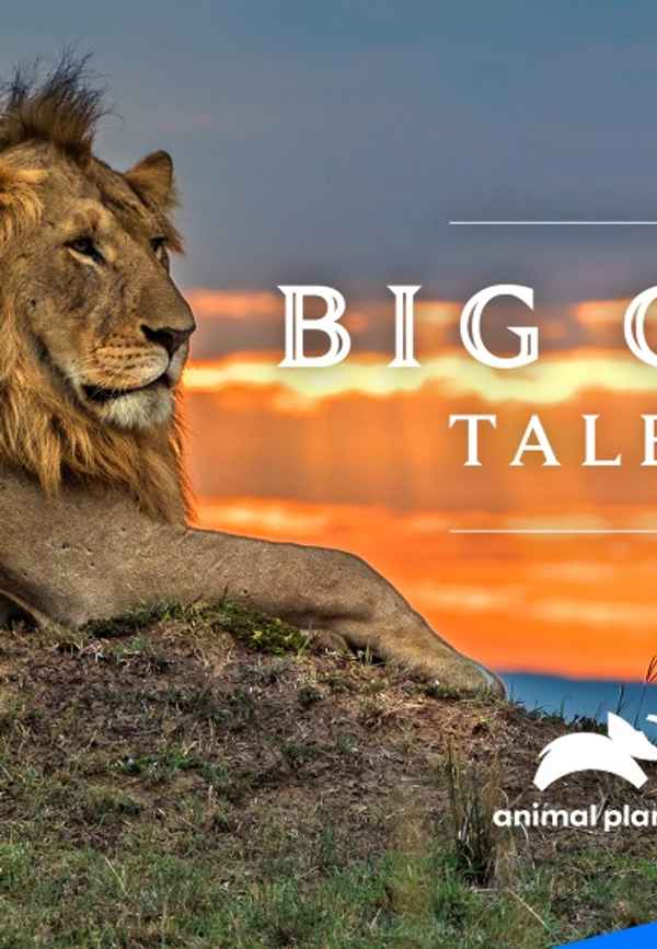Big Cat Tales Poster 6