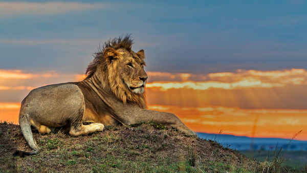 Big Cat Tales Poster 1