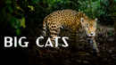Big Cats Poster 2