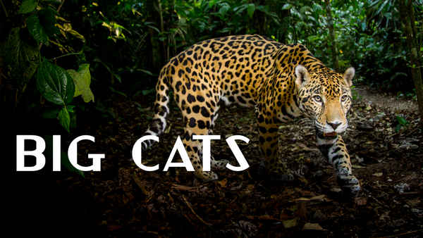 Big Cats Poster 2