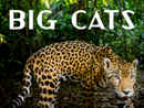 Big Cats Poster 6
