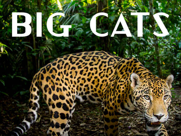 Big Cats Poster 6