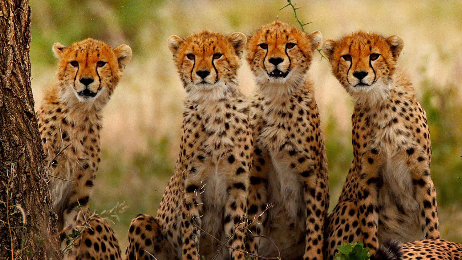 Big Cats Of The Serengeti