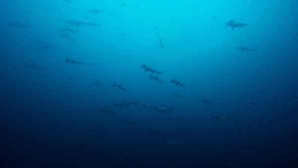 Big Pacific Poster 4