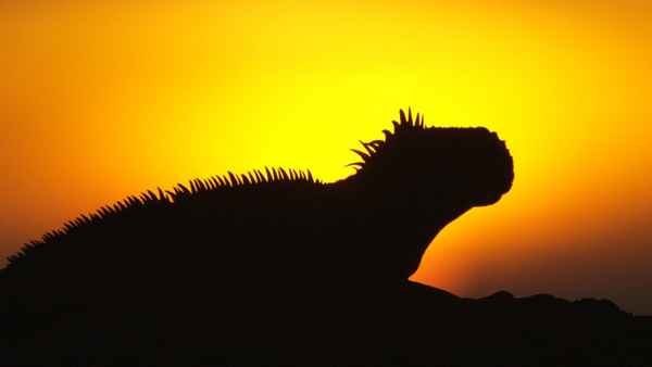 Big Pacific Poster 6