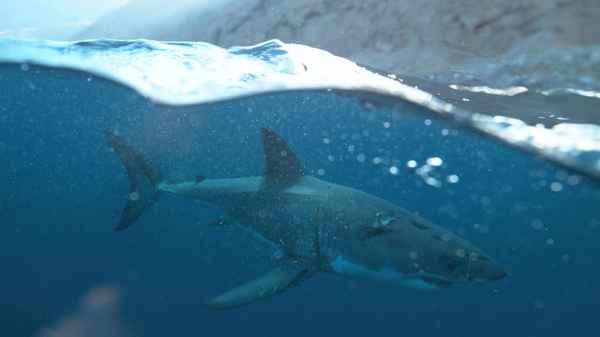 Big Pacific Poster 2