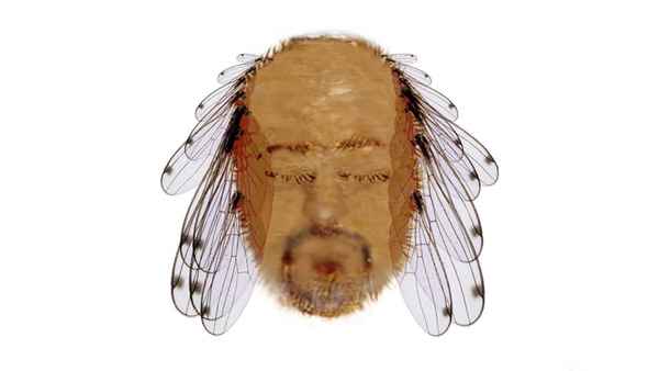Bill Bailey: Tinselworm Poster 1