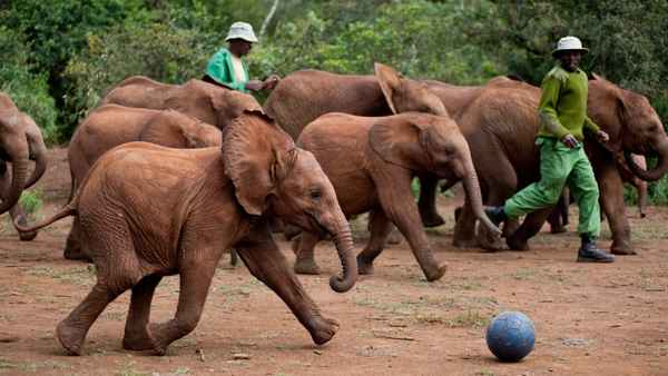 Born to Be Wild Poster 1