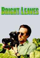 Bright Leaves Poster 6