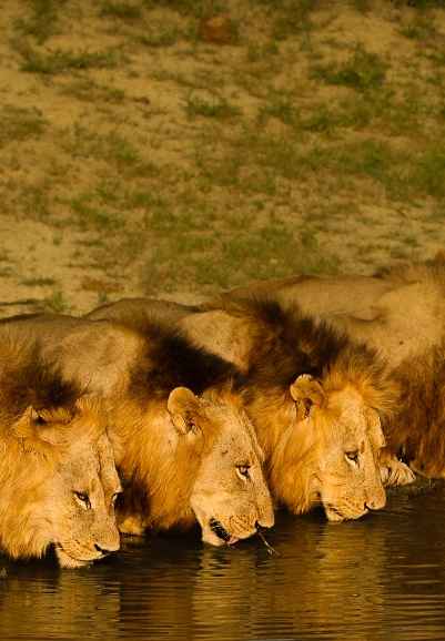 Brothers in Blood: Lions of Sabi Sand