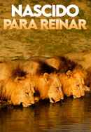 Brothers in Blood: The Lions of Sabi Sand Poster 7