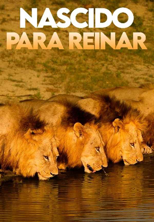 Brothers in Blood: The Lions of Sabi Sand Poster 7