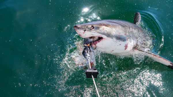 Camo Sharks Poster 1