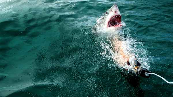 Camo Sharks Poster 3