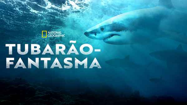 Camo Sharks Poster 6