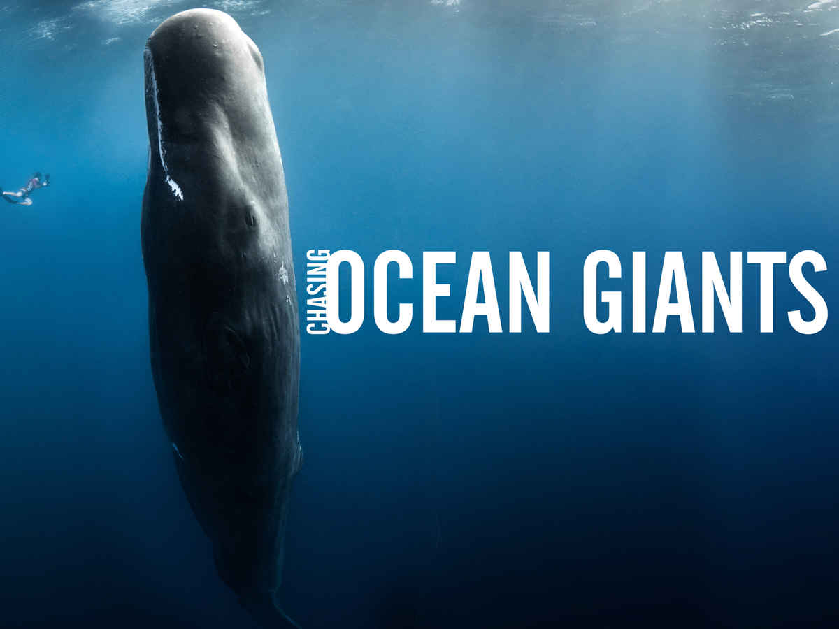 Chasing Ocean Giants