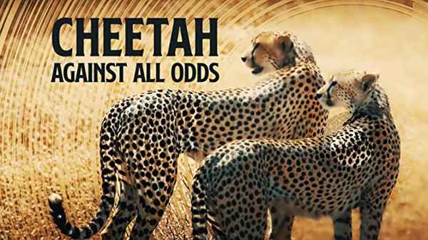Cheetah Poster 2
