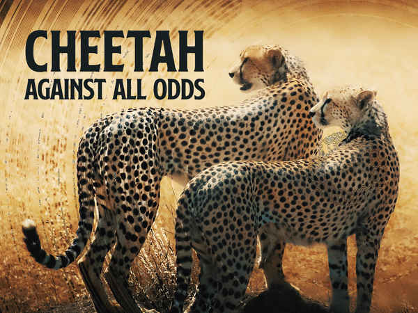 Cheetah Poster 1