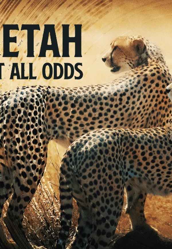 Cheetah Poster 6