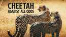 Cheetah Poster 3