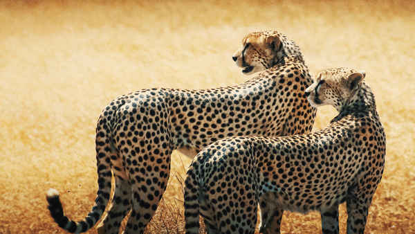 Cheetahs: Against All Odds Poster 1