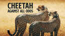 Cheetahs: Against All Odds Poster 2