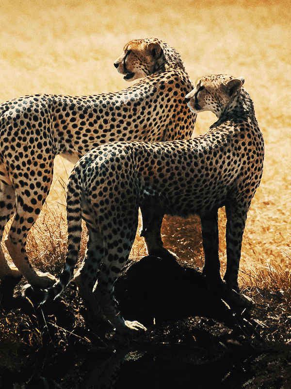 Cheetahs: Against All Odds Poster 4