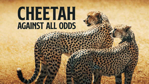 Cheetahs: Against All Odds Poster 3