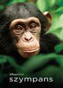 Chimpanzee Poster 6