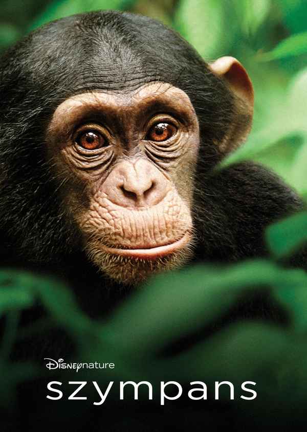 Chimpanzee Poster 6