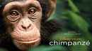 Chimpanzee Poster 3