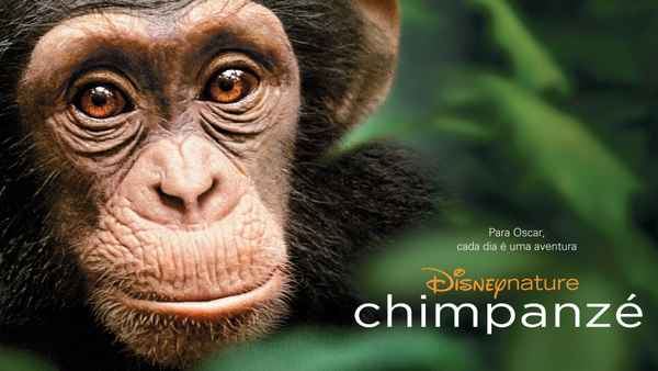 Chimpanzee Poster 3