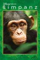 Chimpanzee Poster 7