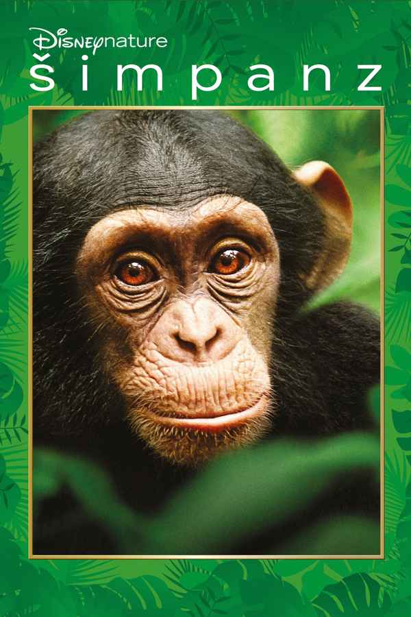 Chimpanzee Poster 7