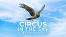 Circus In The Sky: Kites And Harriers Poster 1
