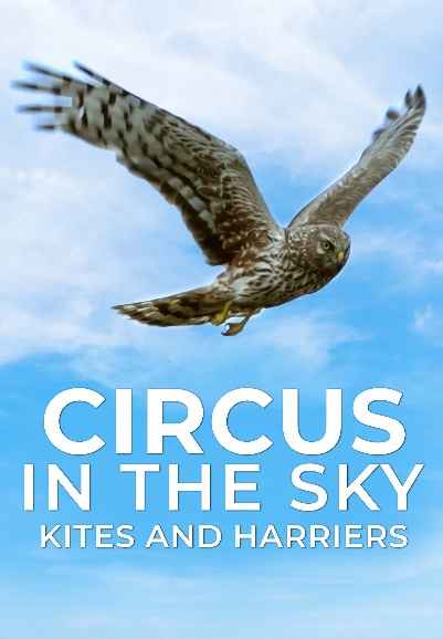 Circus In The Sky: Kites And Harriers
