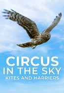 Circus In The Sky: Kites And Harriers Poster 3