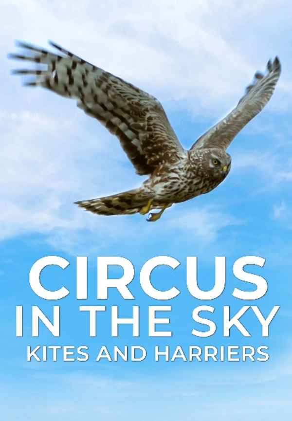Circus In The Sky: Kites And Harriers Poster 3