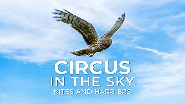 Circus In The Sky: Kites And Harriers Poster 2
