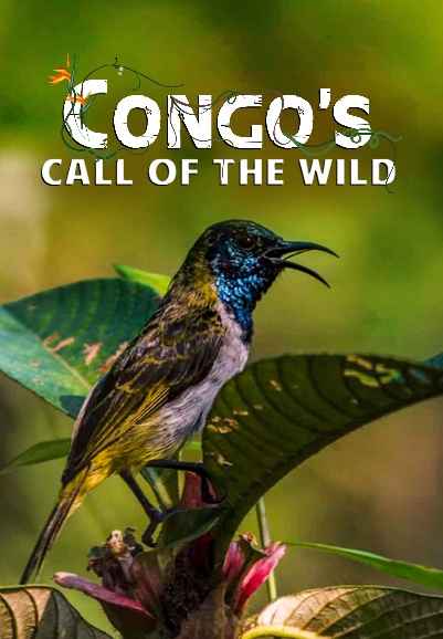 Congo's Call Of The Wild