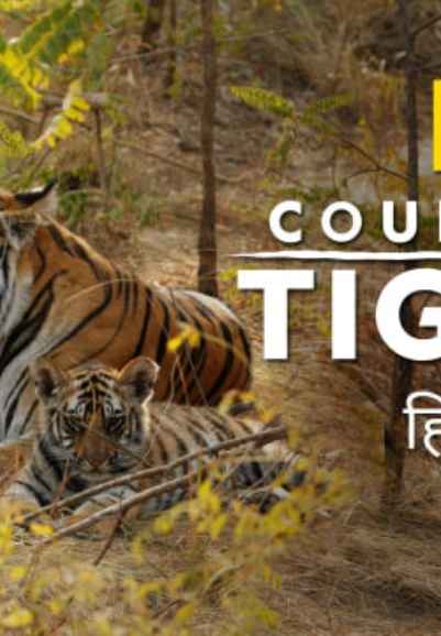 Counting Tigers