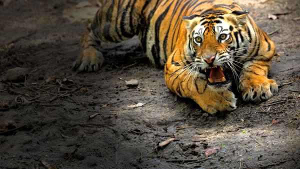 Counting Tigers Poster 2