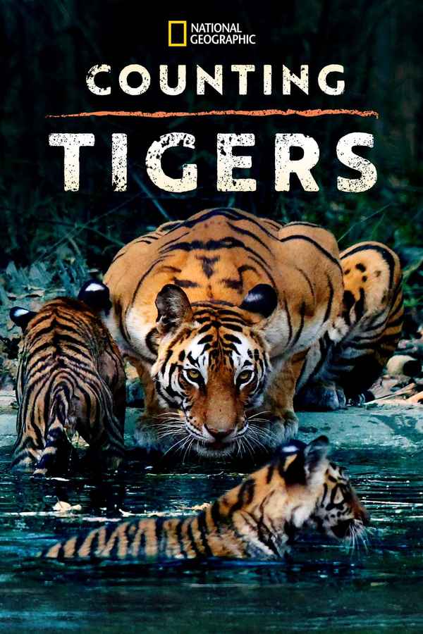 Counting Tigers Poster 3