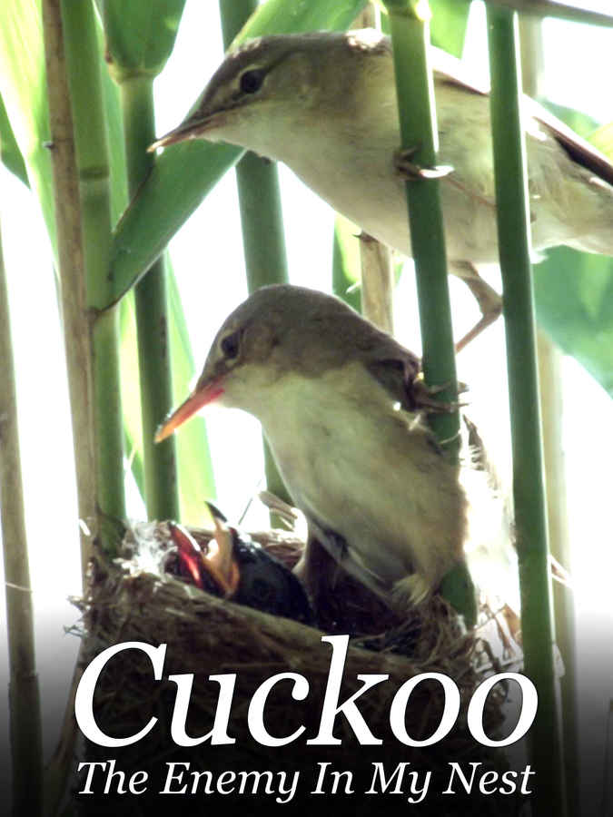 Cuckoo The Enemy In My Nest Movie (2022) Release Date, Cast