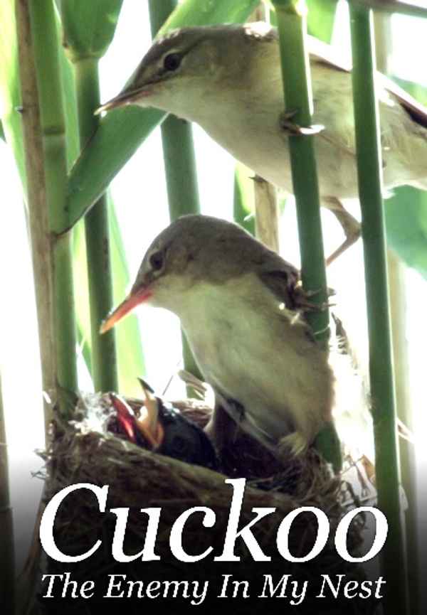 Cuckoo - The Enemy In My Nest Poster 3