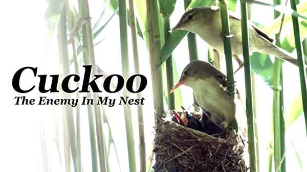 Cuckoo - The Enemy In My Nest Poster 2