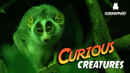 Curious Creatures Poster 7